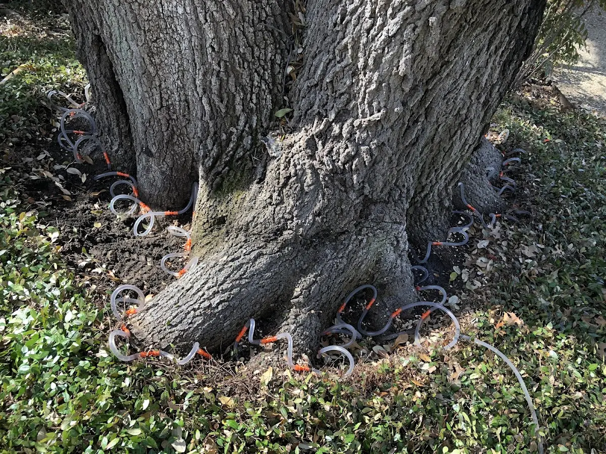 Detailed Tree Cabling and Bracing job site in Dema