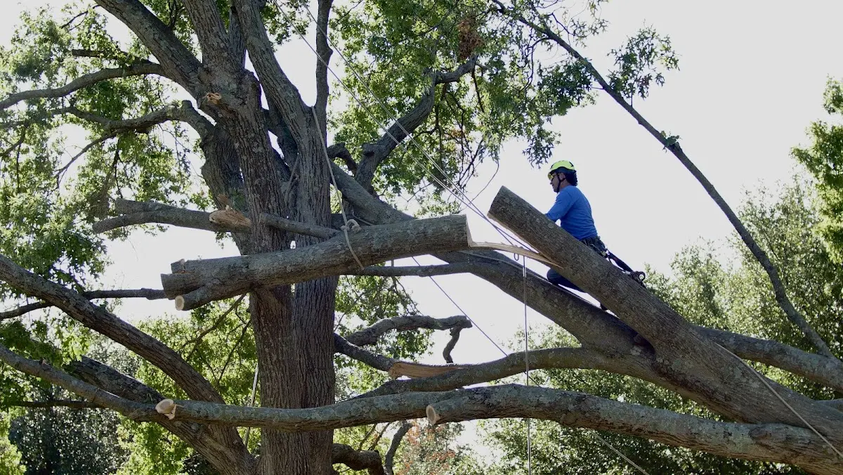 Professional Crown Thinning performed by certified arborists in Dema